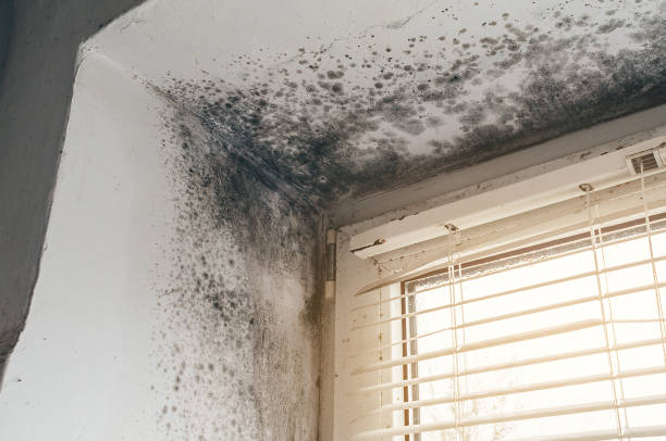 Affordable Hvac And Air Duct Mold Remediation solutions in Wellington, TX
